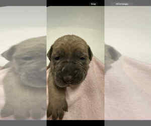 Cane Corso Puppy for sale in CAMBY, IN, USA