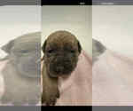 Small Photo #1 Cane Corso Puppy For Sale in CAMBY, IN, USA