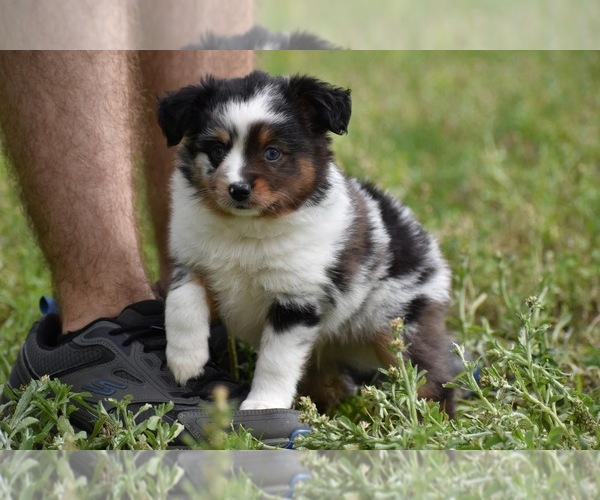 Medium Photo #3 Miniature Australian Shepherd Puppy For Sale in PALM COAST, FL, USA