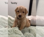 Puppy Teddy Australian Retriever
