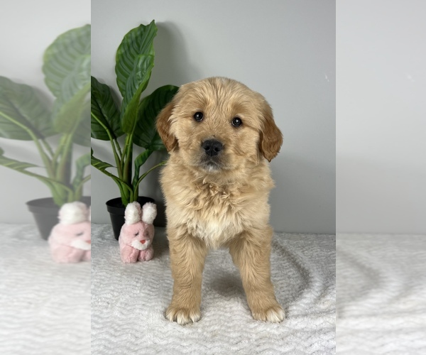 Medium Photo #5 Golden Retriever Puppy For Sale in FRANKLIN, IN, USA
