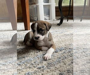 Labrador Retriever-Unknown Mix Dogs for adoption in The Woodlands, TX, USA