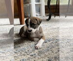 Small Labrador Retriever Mix