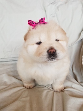 Medium Photo #1 Chow Chow Puppy For Sale in CLIFTON, IL, USA