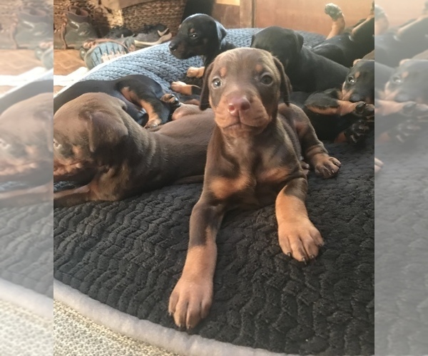 Medium Photo #1 Doberman Pinscher Puppy For Sale in SCAPPOOSE, OR, USA