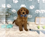 Small #1 Goldendoodle mix (+ Poodle Miniature)