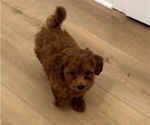 Small #7 Maltipoo