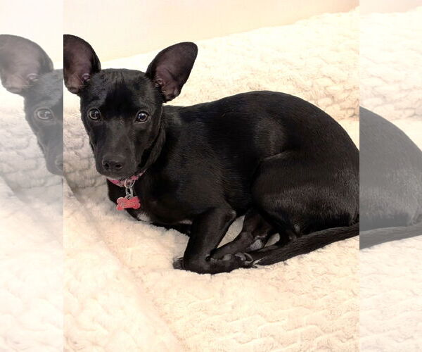 Medium Photo #10 Chiweenie Puppy For Sale in St. Louis Park, MN, USA