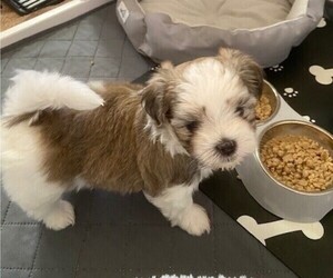 Mal-Shi Puppy for sale in VALRICO, FL, USA