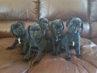 Cocker Pug Puppy for sale in AGUANGA, CA, USA