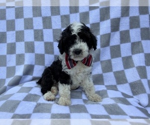 Cockapoo (Miniature) Puppy for sale in LAKELAND, FL, USA