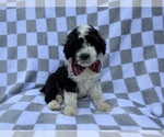 Small Cockapoo (Miniature)