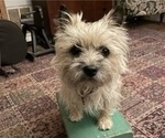 Small Photo #1 Poocan Puppy For Sale in FAIR OAKS, CA, USA