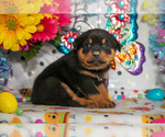 Puppy Henry Rottweiler