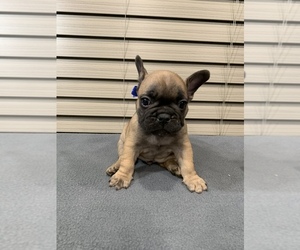 French Bulldog Puppy for sale in LANTON, MO, USA