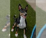 BLOSSOM - Female Bull Terrier-Unknown Mix Dog for Adoption - Small photo