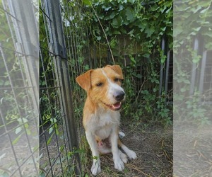 Mutt Dogs for adoption in Oakhurst, NJ, USA