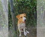 Small Mutt
