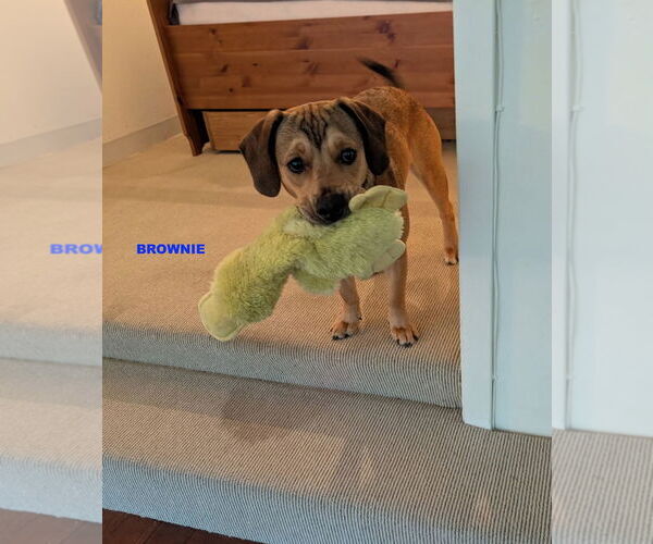 Medium Photo #1 Beagle-Unknown Mix Puppy For Sale in Woodland Hills, CA, USA