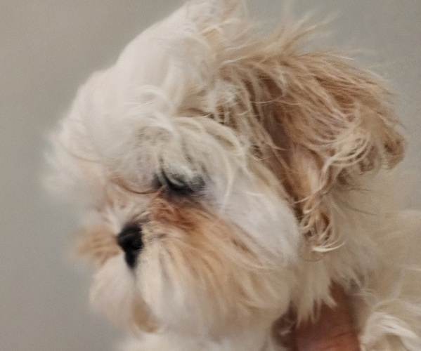Medium Photo #3 Shih Tzu Puppy For Sale in WESLEY CHAPEL, FL, USA