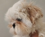 Small #2 Shih Tzu