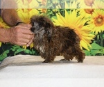 Spirit - Male Poodle (Toy) Puppy for Sale - Photo #14