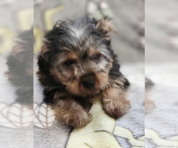 Medium Photo #7 Yorkshire Terrier Puppy For Sale in AKRON, OH, USA