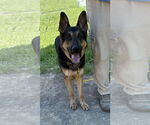Small #5 German Shepherd Dog