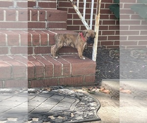 Boxer Litter for sale in INDIAN TRAIL, NC, USA