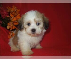 Zuchon Puppy for sale in ORO VALLEY, AZ, USA