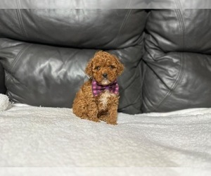 Cavapoo Puppy for sale in CAMPBELLSVILLE, KY, USA