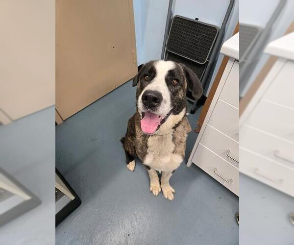 Medium Photo #1 Labrador Retriever-Saint Bernard Mix Puppy For Sale in London, Ontario, Canada