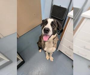 Labrador Retriever-Saint Bernard Mix Dogs for adoption in London, Ontario, Canada
