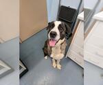 HOUSTON - Male Labrador Retriever-Saint Bernard Mix Dog for Adoption - Small photo