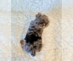 Small #5 Yorkshire Terrier