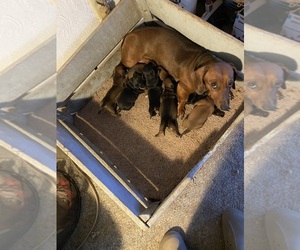 Dachshund Puppy for sale in YUMA, AZ, USA