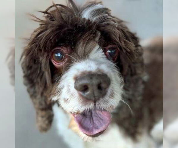 Medium Photo #16 Cocker Spaniel Puppy For Sale in Arlington, VA, USA