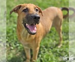 Small Photo #4 Black Mouth Cur-Unknown Mix Puppy For Sale in Washington, DC, USA