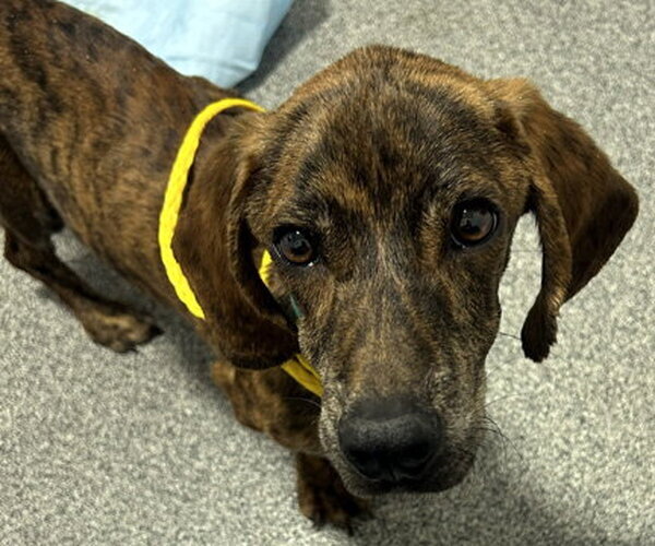 Medium Photo #3 Basset Hound-Plott Hound Mix Puppy For Sale in Deepwater, NJ, USA