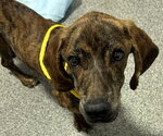 Small #2 Basset Hound-Plott Hound Mix