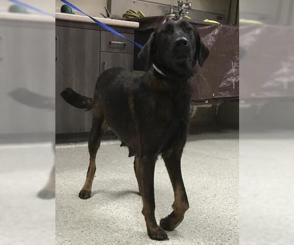 Medium Photo #1 Labrador Retriever-Unknown Mix Puppy For Sale in Conroe, TX, USA