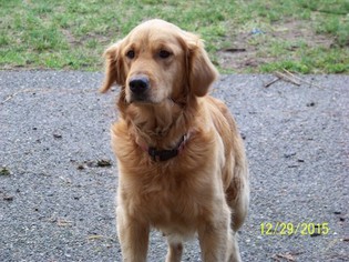 Mother of the Golden Retriever puppies born on 06/26/2017