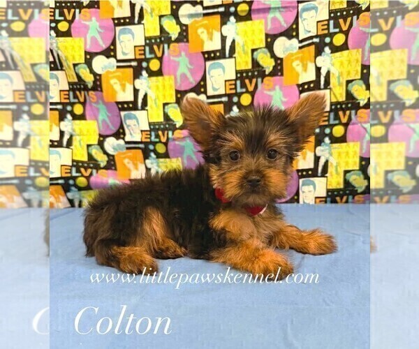 Medium Photo #2 Yorkshire Terrier Puppy For Sale in WINNSBORO, LA, USA