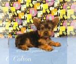 Small #1 Yorkshire Terrier