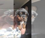 Small Photo #20 Rottweiler Puppy For Sale in PENSACOLA, FL, USA