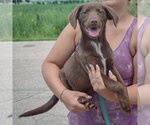 Small #1 Australian Shepherd Mix