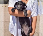 Small #2 Irish Wolfhound Mix