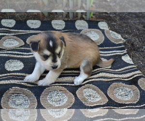 Medium Alaskan Klee Kai-Pomeranian Mix