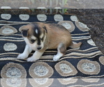 Puppy Kolors Alaskan Klee Kai-Pomeranian Mix