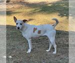 Small #2 Labrador Retriever Mix